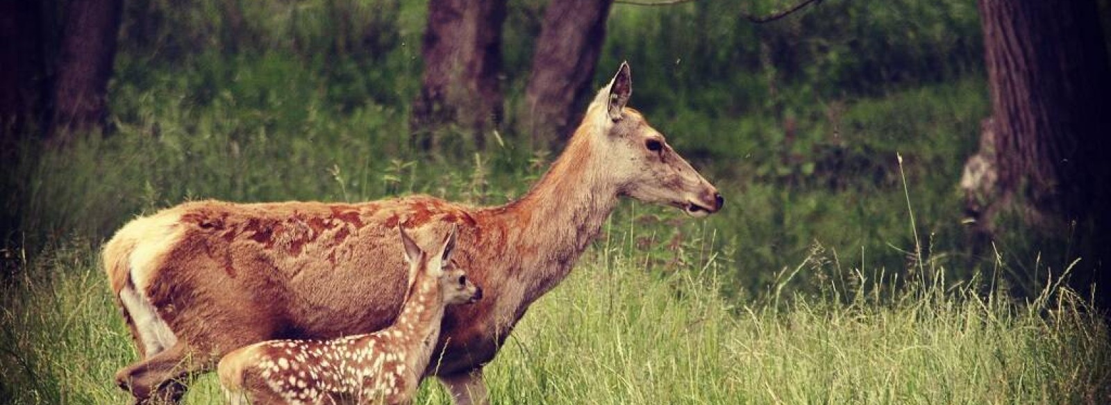 C'est quoi ton entreprise ? Les Cerfs de la Fardelliere