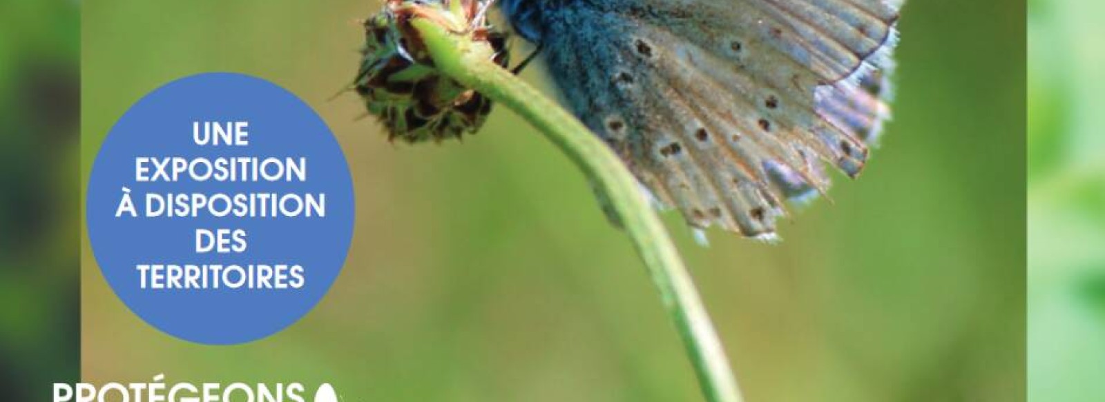 EXPOSITION FORCE DE LA NATURE AU JARDIN CAMIFOLIA