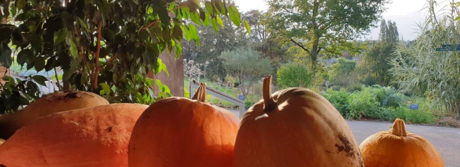 ATELIER CREUSAGE DE COURGES