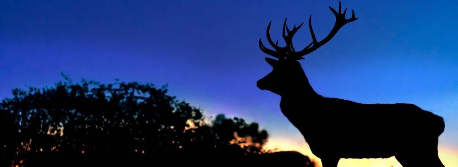 VEILLEE DU BRAME AUX CERFS DE LA FARDELLIERE