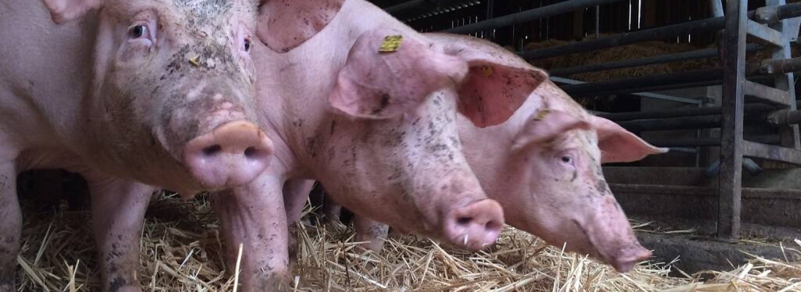 C'est quoi ton entreprise ? Pig Chor