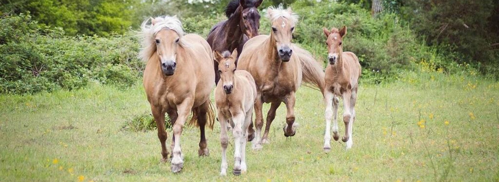 C'est quoi ton entreprise ? Ferme equestre du Chene Rond