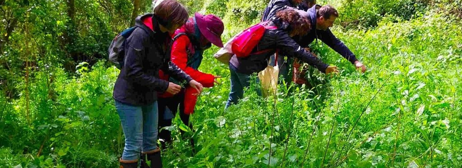 Stage plantes sauvages comestibles d'automne a Chemille