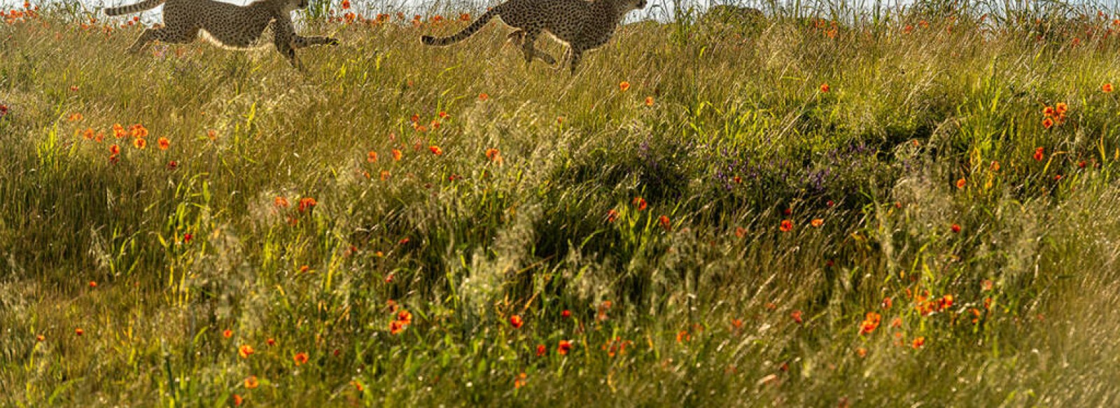 COURSE NATURE DU BIOPARC