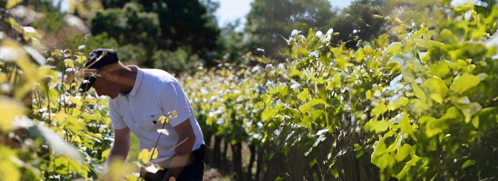 CHATEAU DE FESLES - JOURNEE VENDANGES