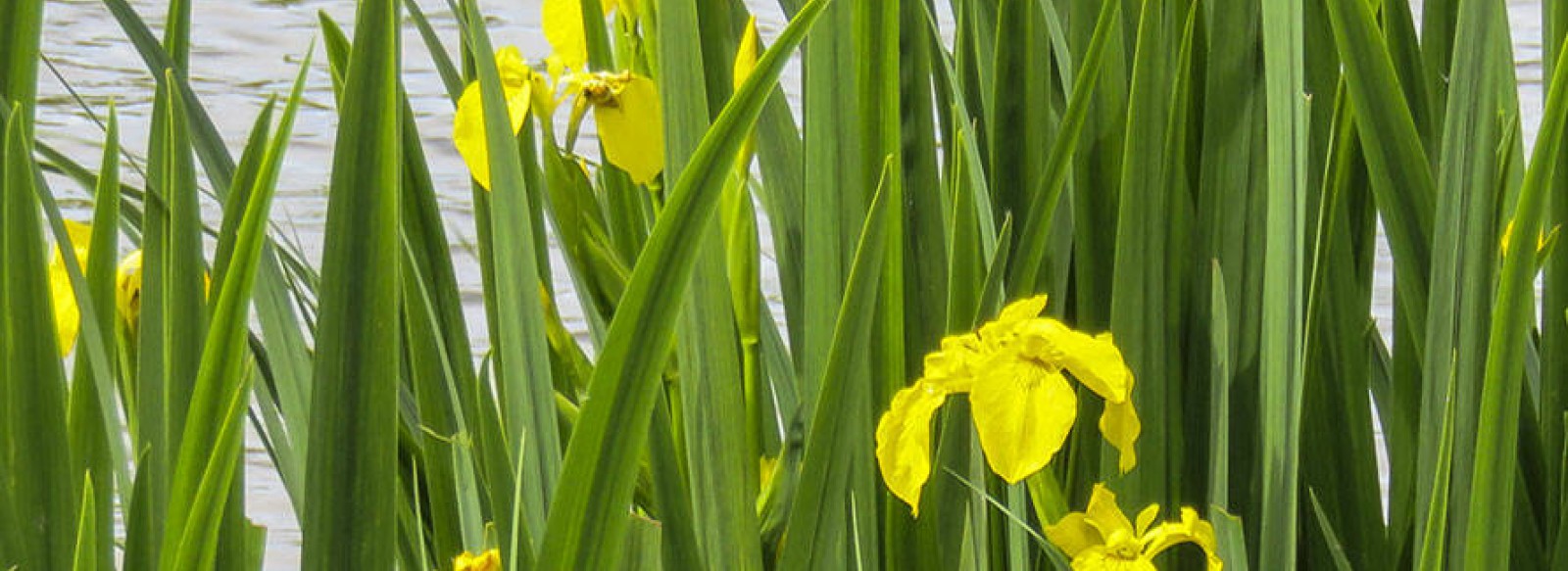 RENDEZ-VOUS NATURE : PLANTES ET RIVAGES - PARC DE L'ISLE BRIAND