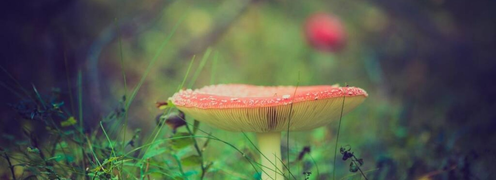 Les champignons, un monde a part