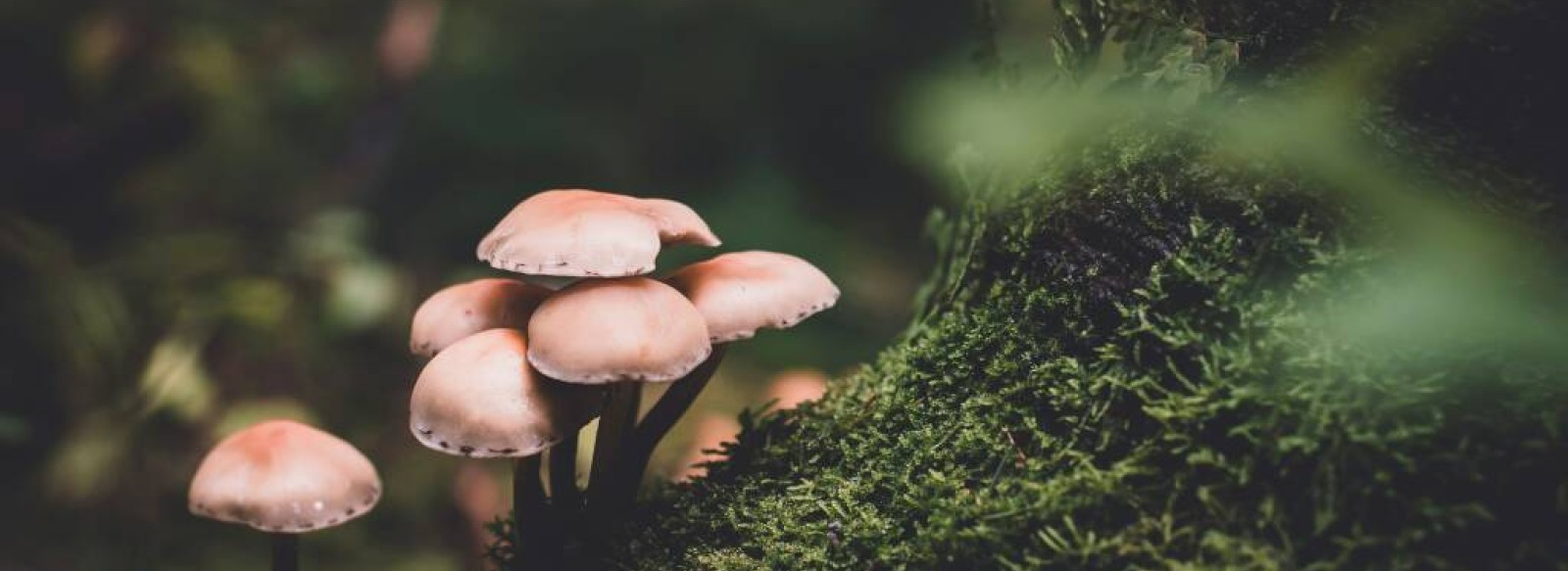 Des champignons a decouvrir