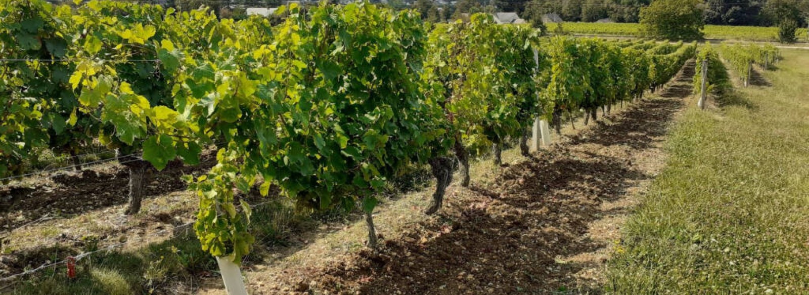 Balade commentee dans le vignoble : "La Vigne de Chateau"