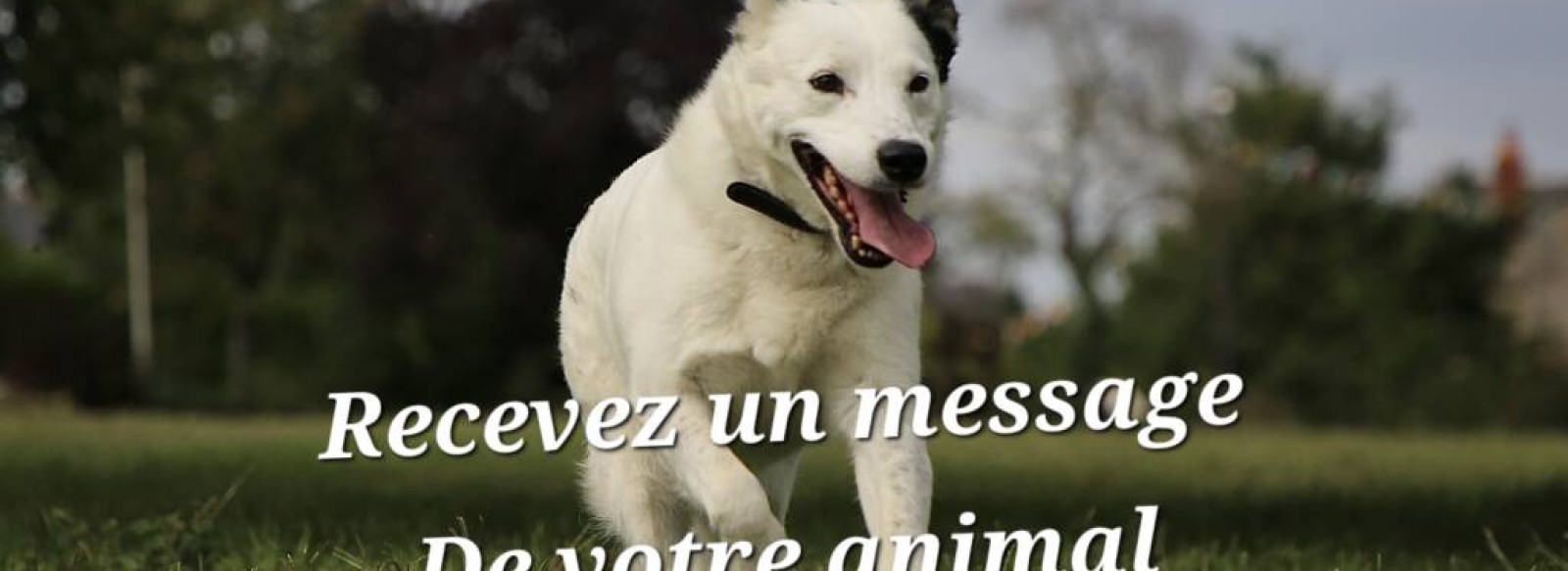 Atelier "Recevez un message de votre animal" a Bauge