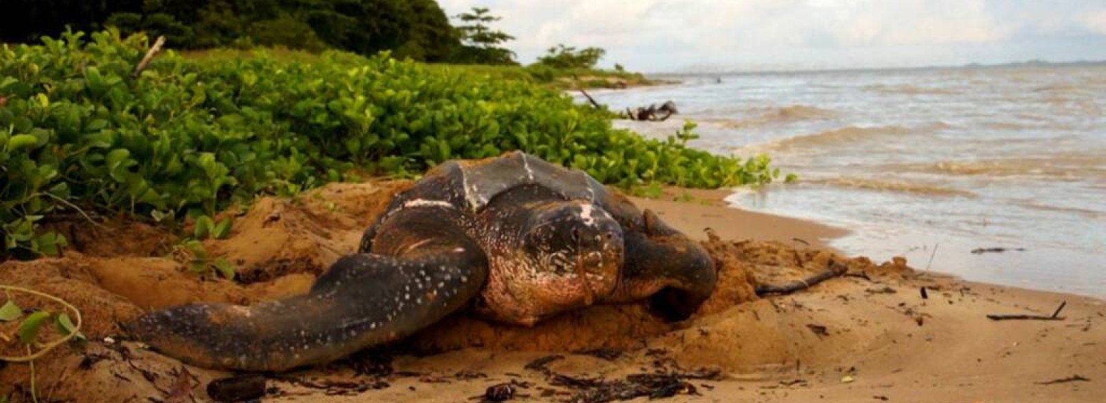 Cine-conference - Le Cercle des Voyageurs : Guyane, une pepite en Amazonie