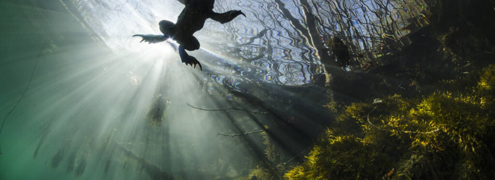 Six pieds sous l'eau, la vie