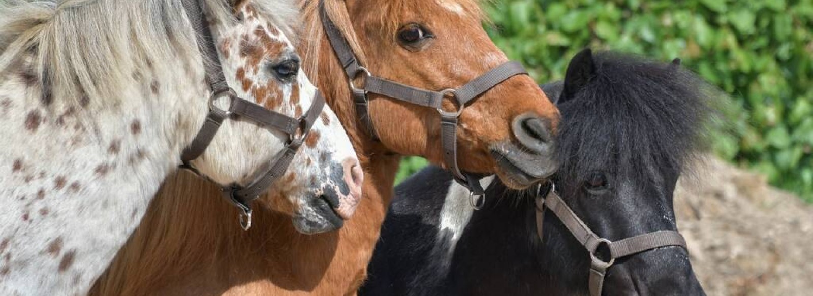 Balades a poneys