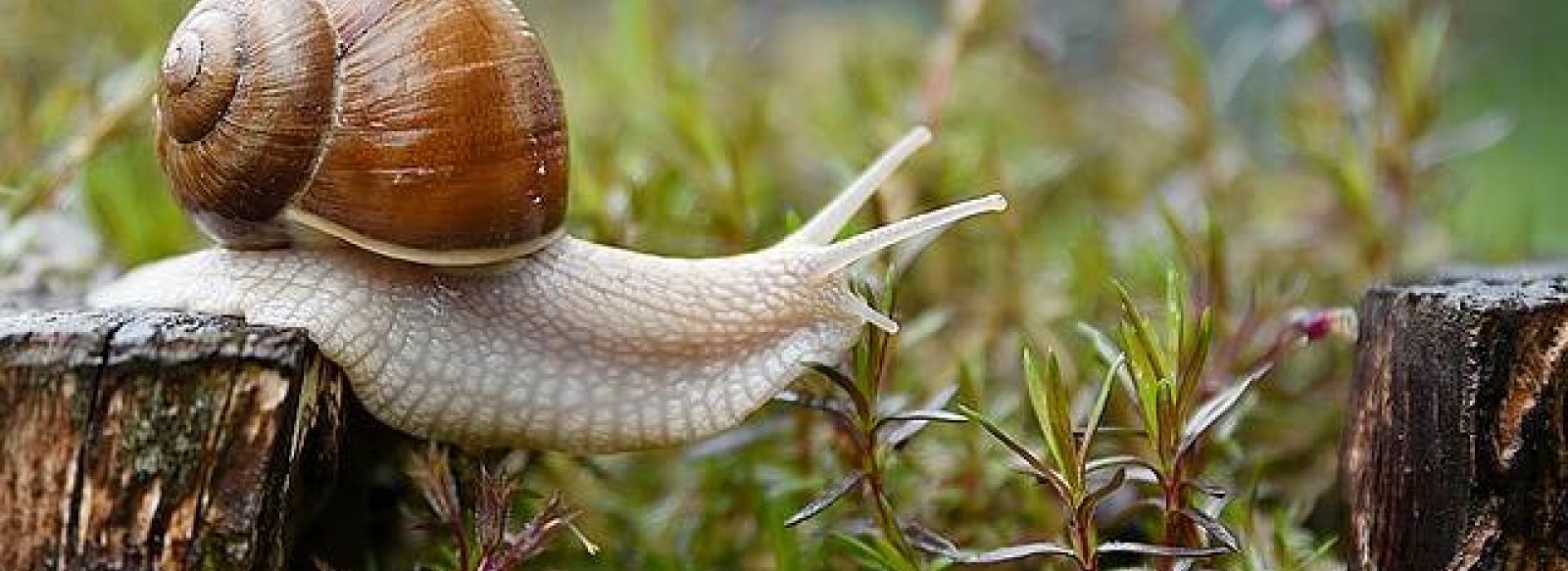 PORTES OUVERTES : LIMERO L'ESCARGOT MAYENNAIS