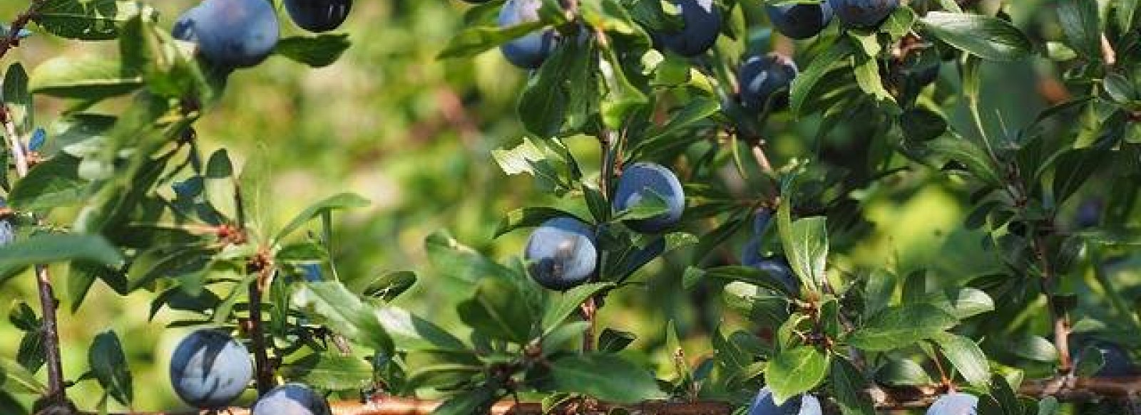 DECOUVERTE DES PETITS FRUITS DE LA HAIE