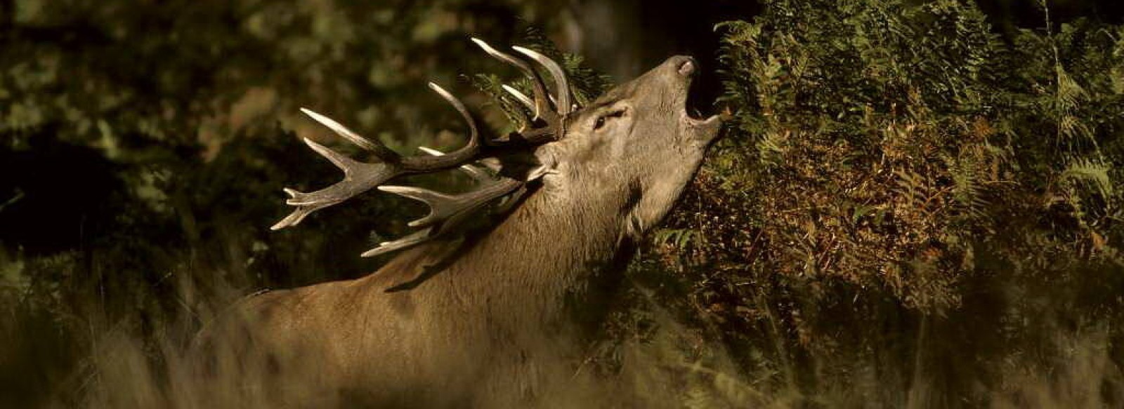 "A l'ecoute du brame du cerf""