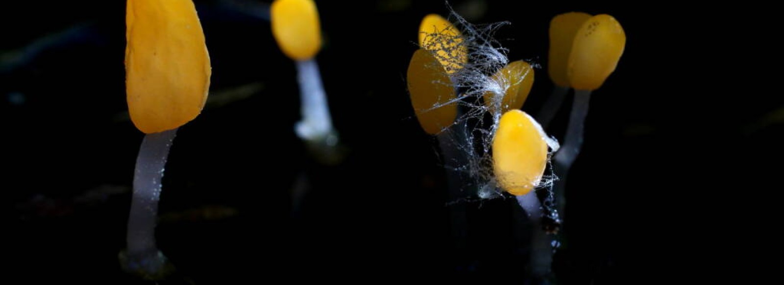 Exposition "Champignons d'exception, voyage surprenant dans un monde de formes et de couleurs"par Dominique et  Michel Beucher