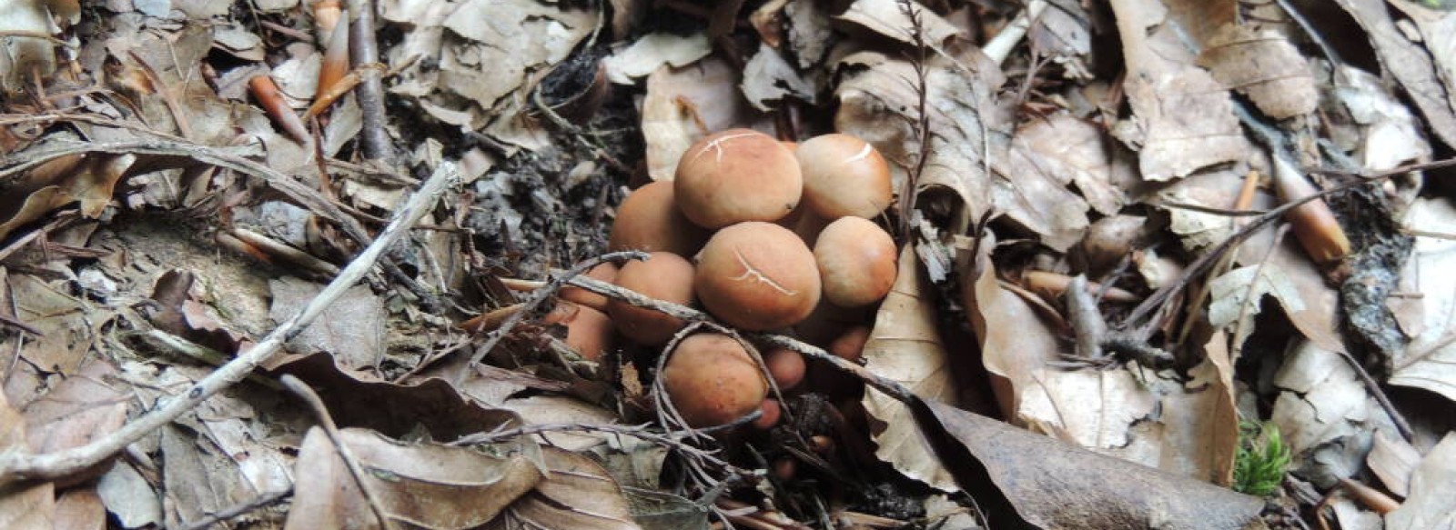 Balade ONF "A la decouverte des champignons"