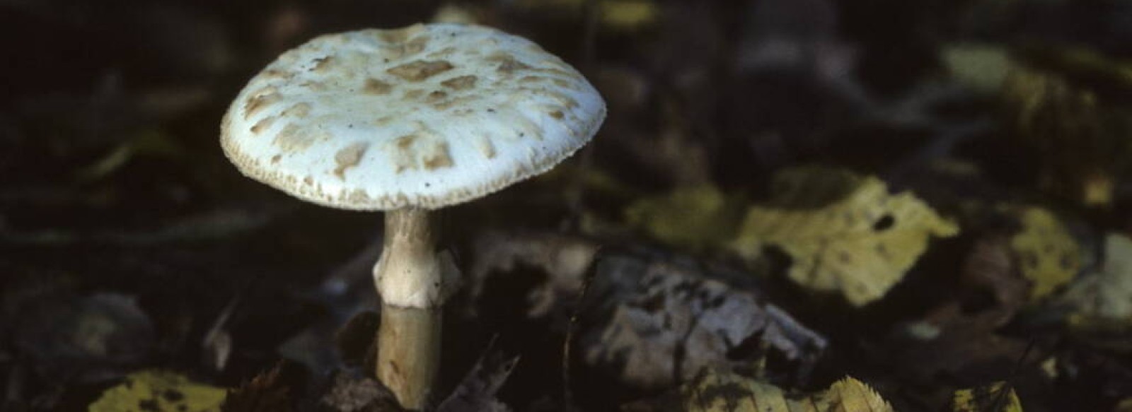 Balade ONF " A la decouverte des champignons"