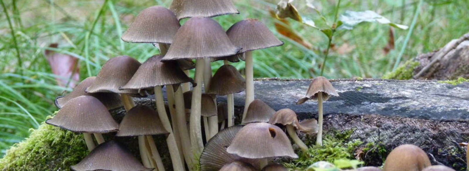 Atelier famille "Les champignons ouf"