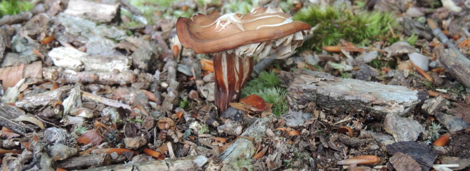 Sortie mycologique avec la societe mycologique de la Sarthe