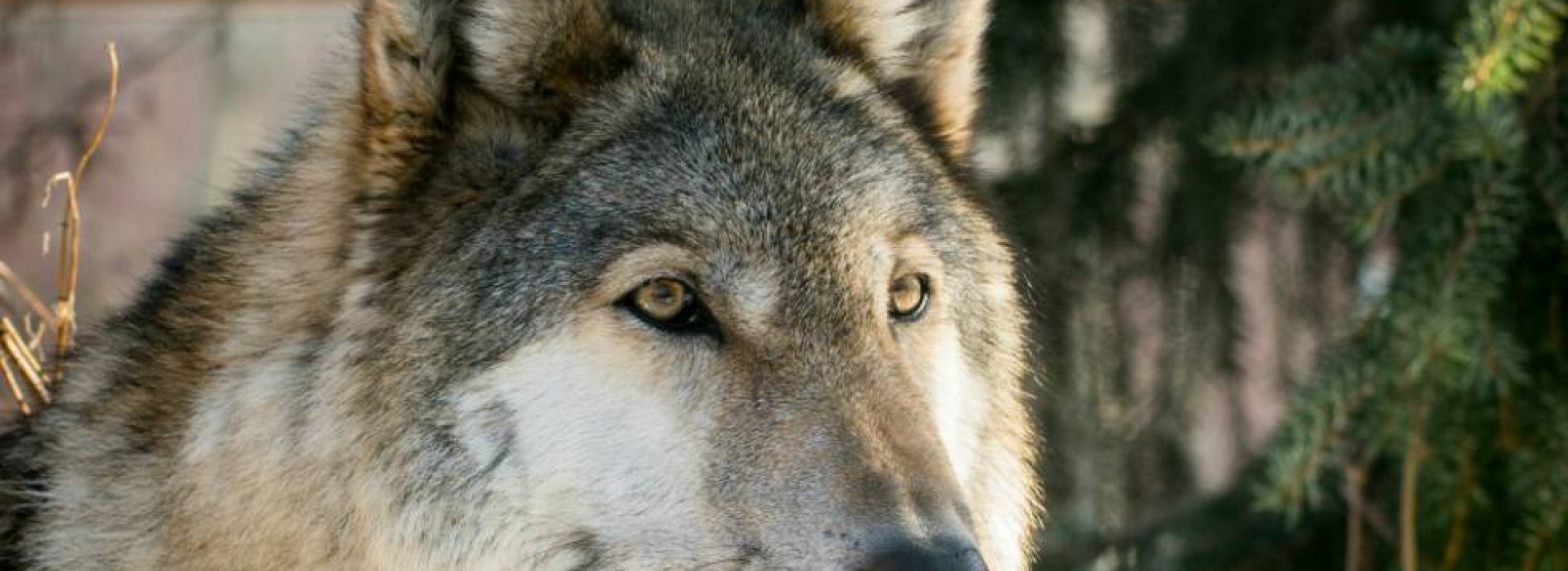 Atelier en famille sur le loup