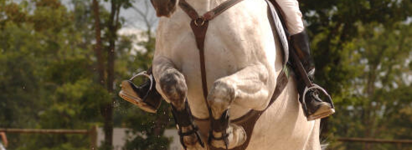 Pole Europeen du Cheval