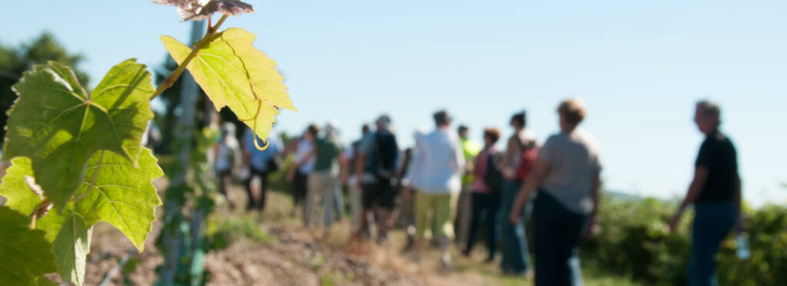 Atelier vendanges au domaine d'Alexandre Sarot