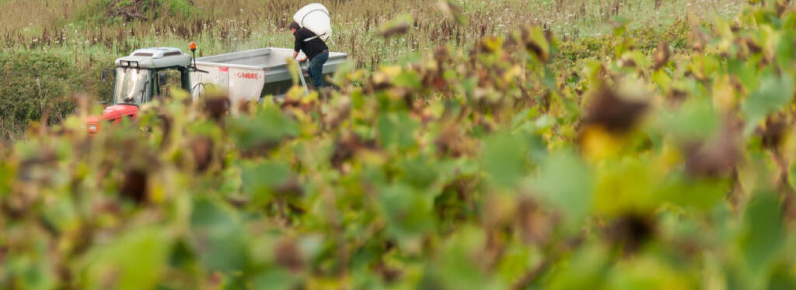 Atelier vendanges a la cave de Dauvers