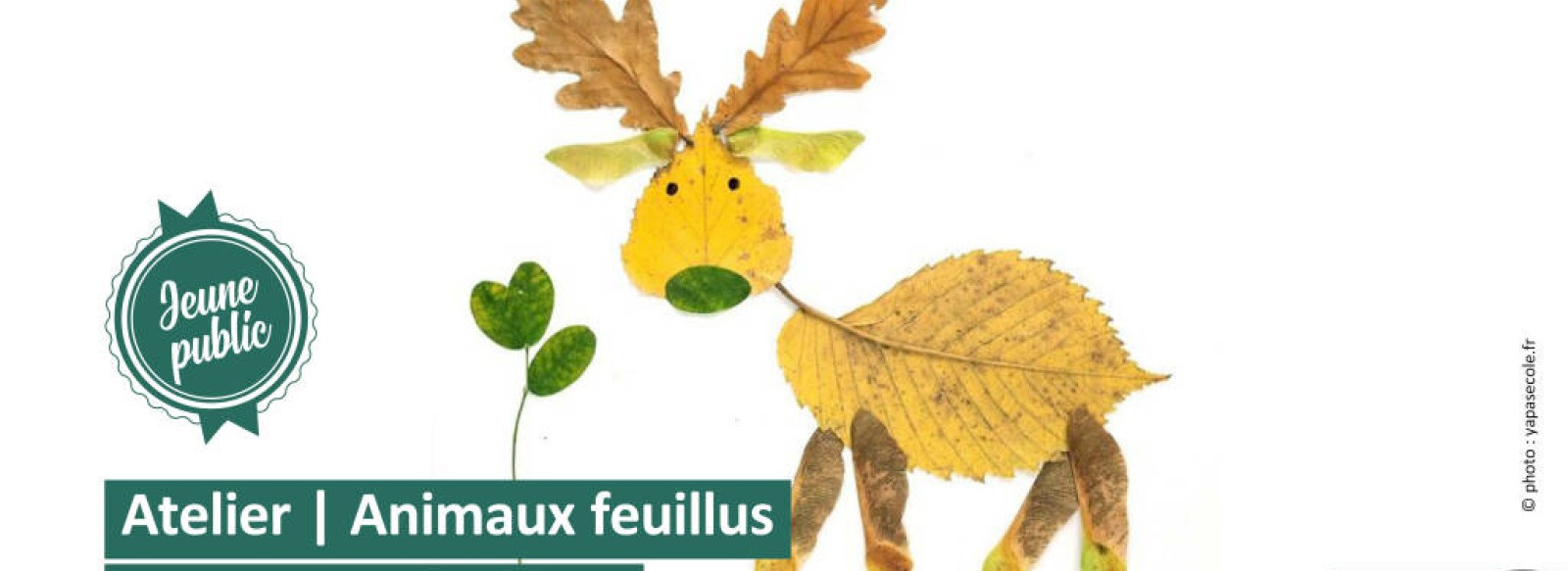 Atelier jeune public : animaux feuillus