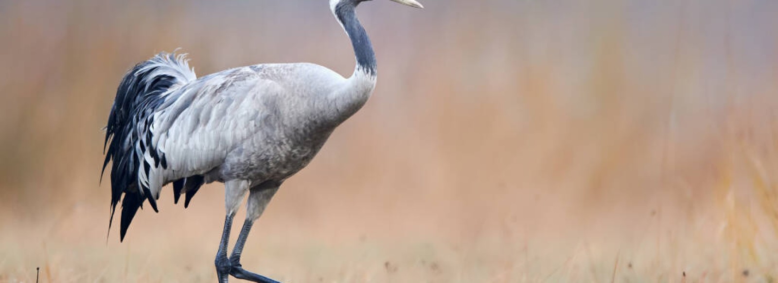 Sortie nature, la Baie au fil des saisons en Novembre