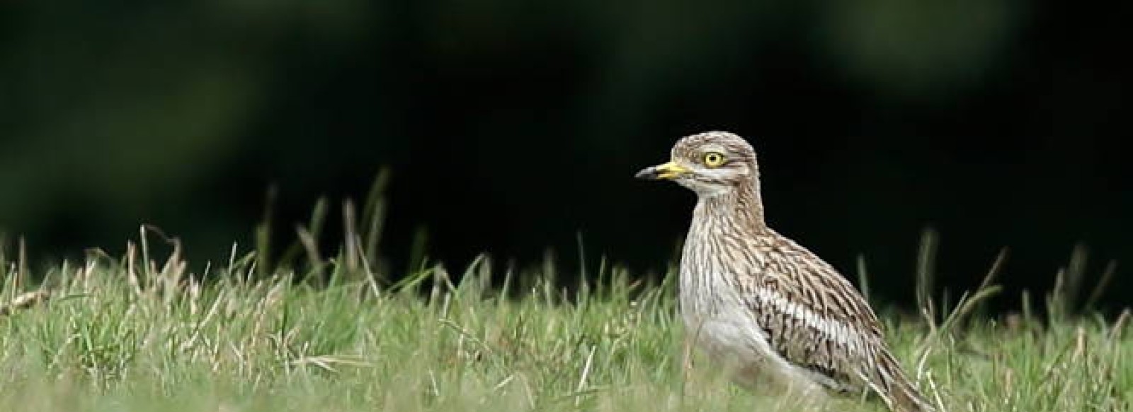 Sortie nature, le concerto des Oedicnemes