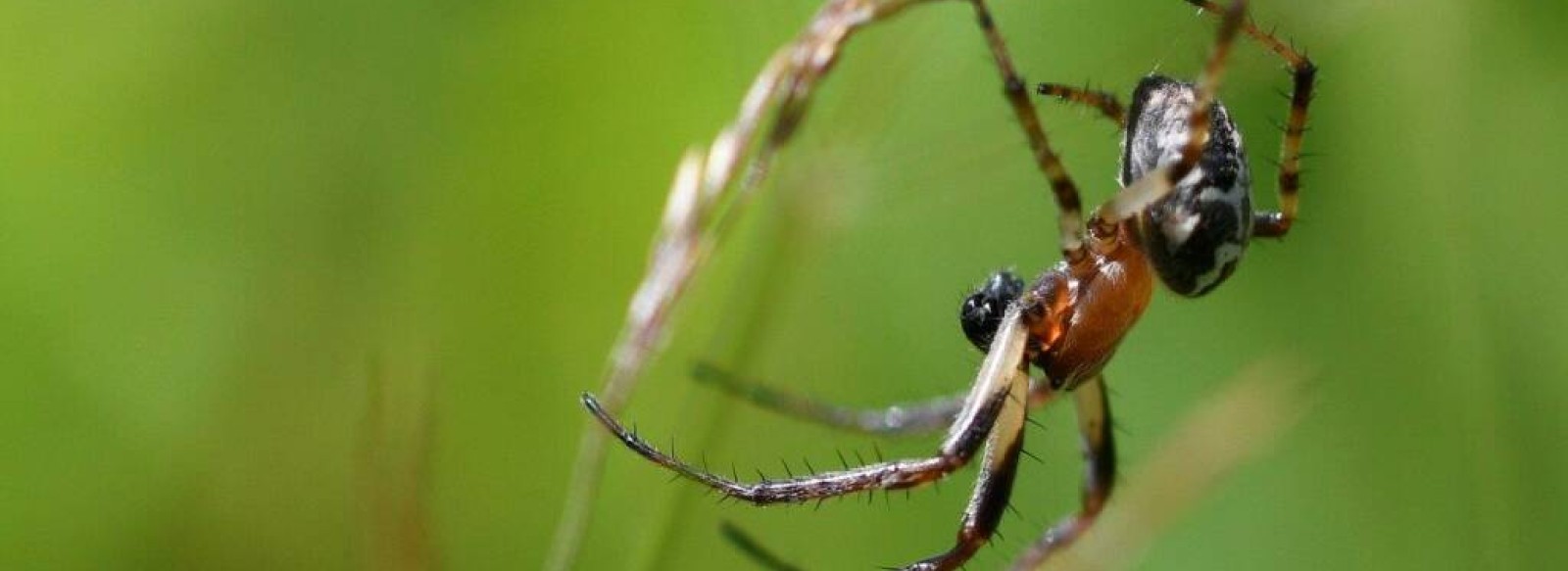 Animation nature, Bestioles mal aimees