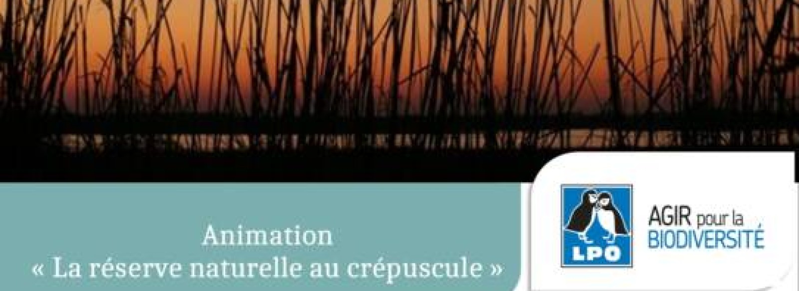 Animation nature, la Reserve naturelle au crepuscule