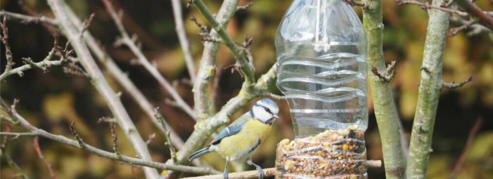 Atelier parent enfant, Nourrir les oiseaux en hiver