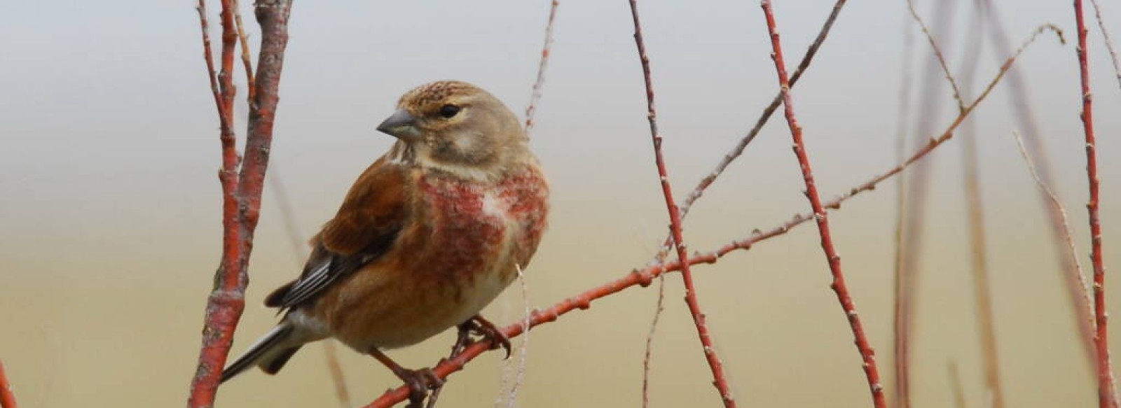 Sortie nature, les oiseaux migrateurs de la Pointe de l'Aiguillon