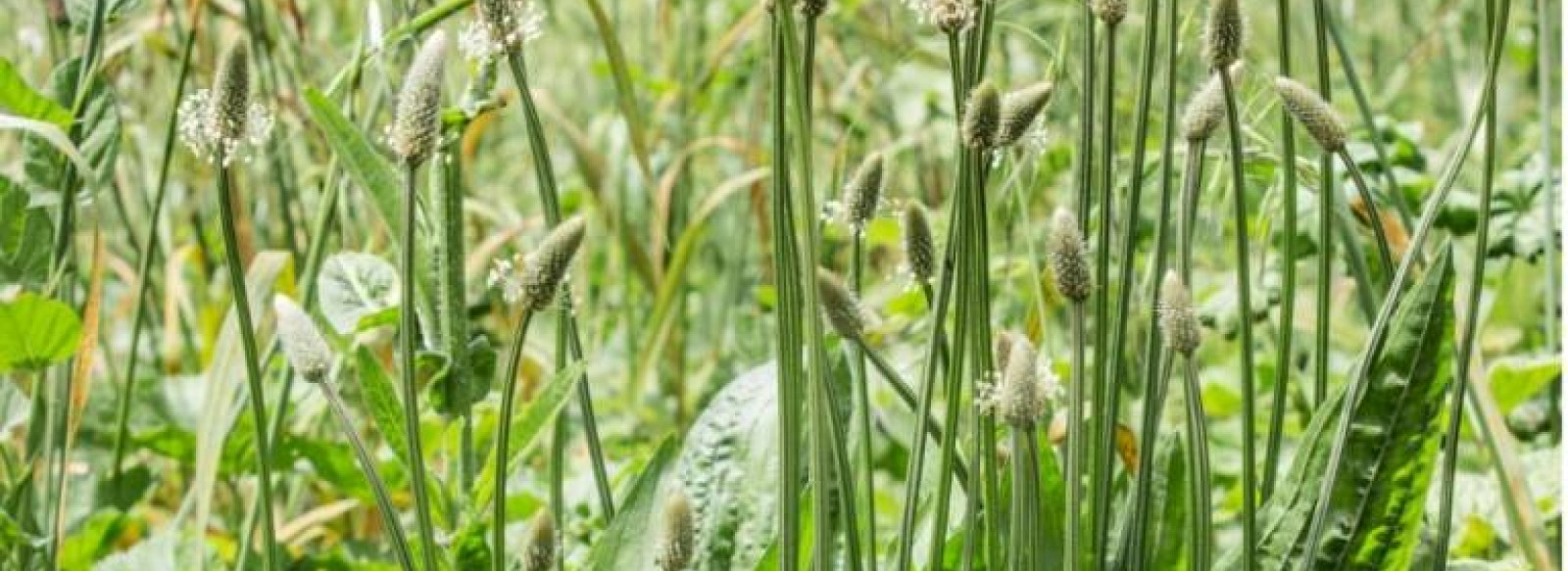 SORTIE NATURE : MILLEFEUILLES