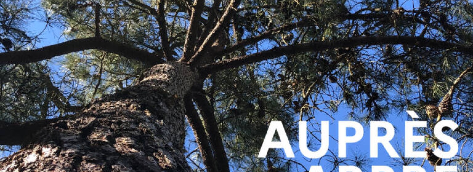 Exposition - Aupres de mon arbre du quotidien a l'invisible