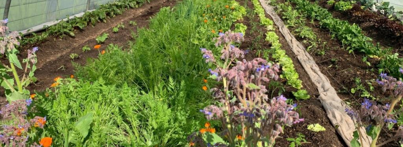 Visite d'une ferme agroecologique