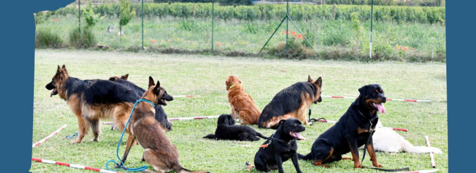 Presentation des activites collectives des chiens