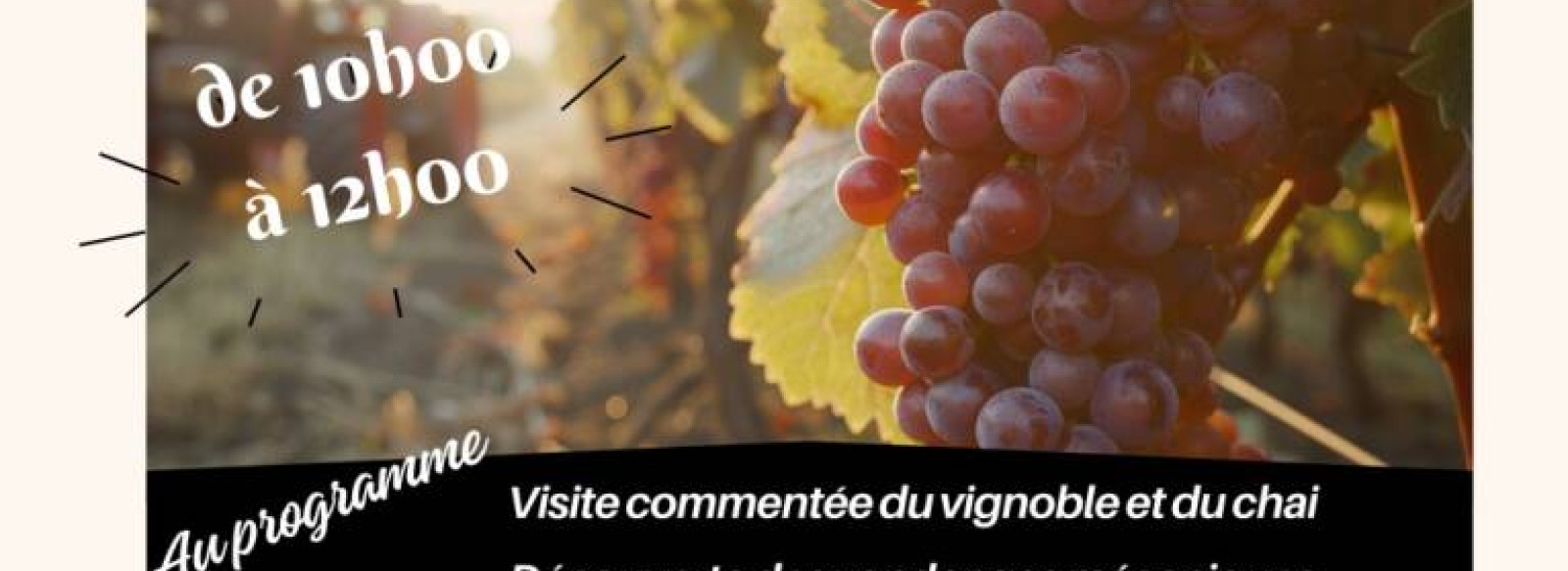 LES VENDREDIS VENDANGES DECOUVERTE