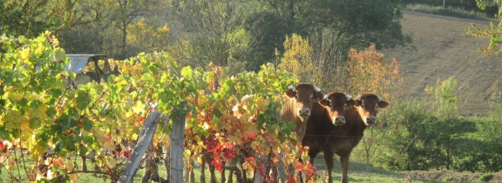 PORTES OUVERTES AU DOMAINE CHEVRIER