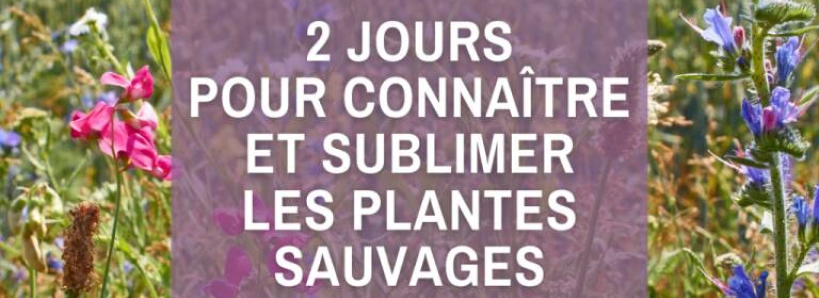 Atelier : 2 jours pour connaitre et sublimer des plantes sauvages