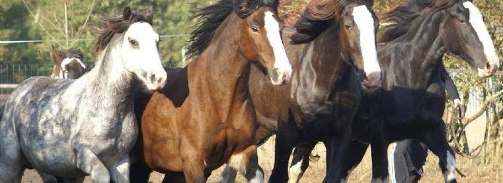 Centre equestre Horselou