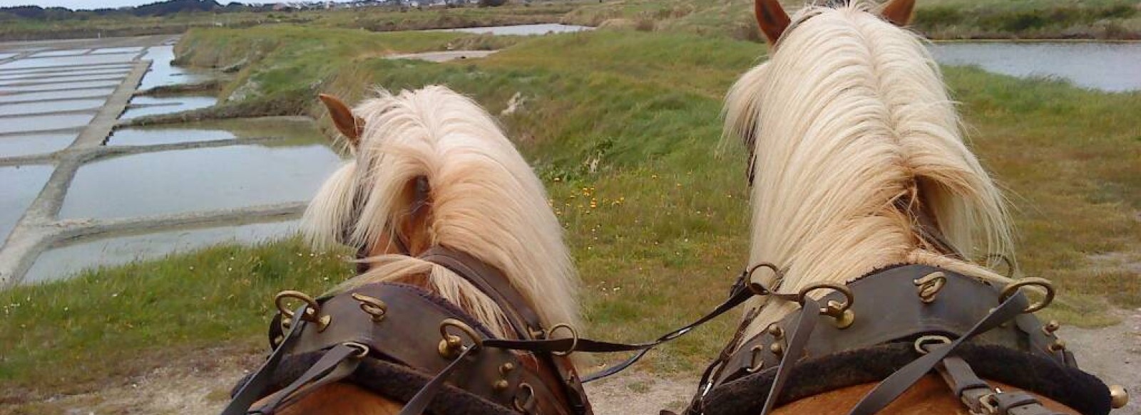 Centre equestre Les Chevaux de Congor -visites en caleche des marais:  Autour du cheval France, Pays de la Loire