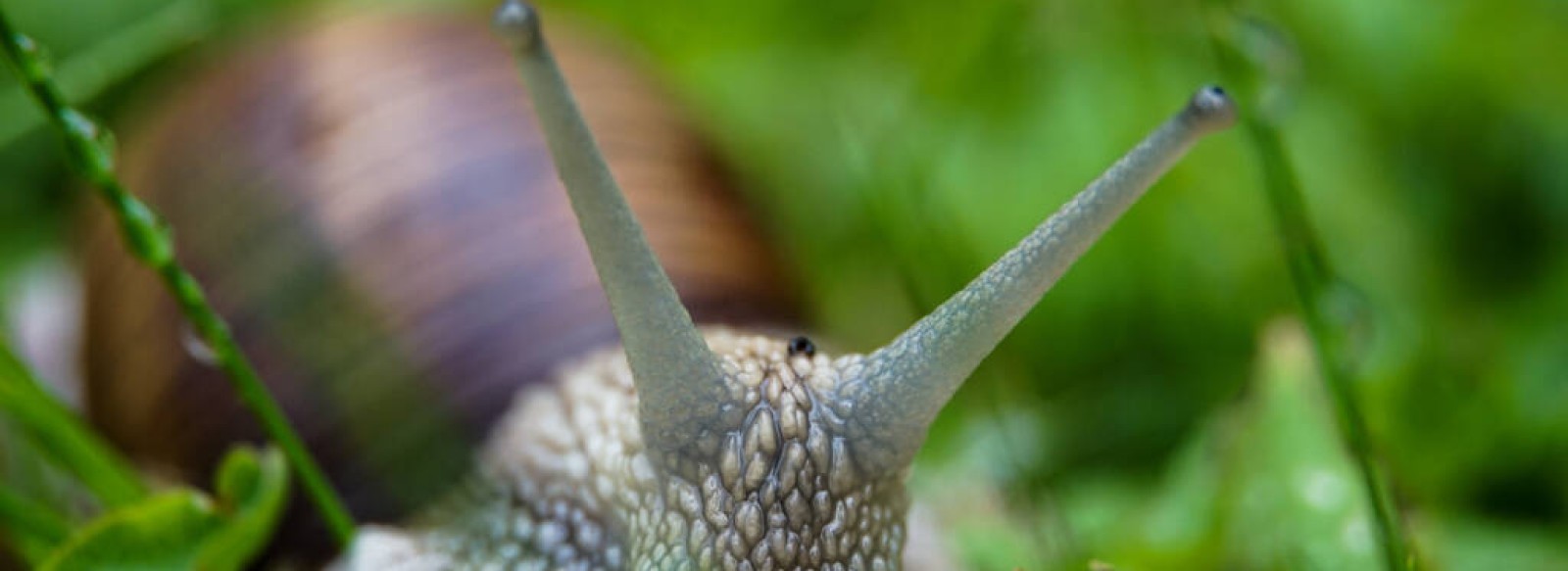 L'escargot des Vallons