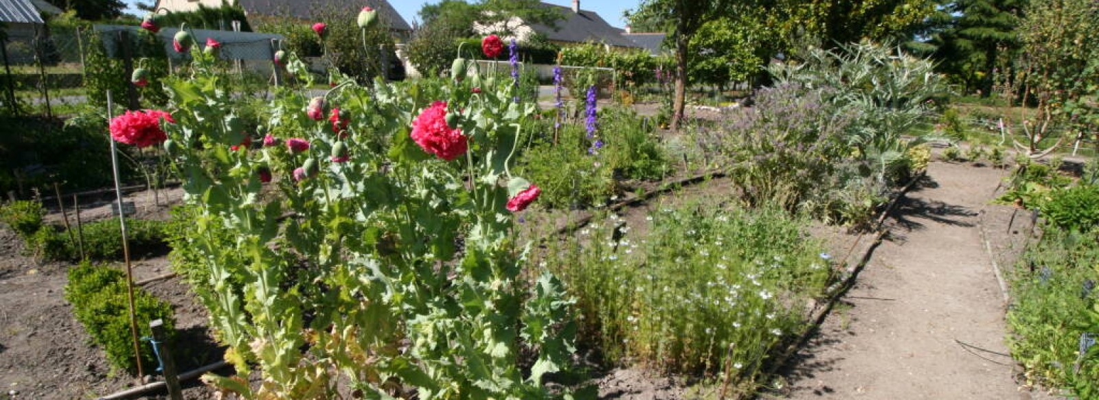 Jardin botanique medieval Remy Boucher