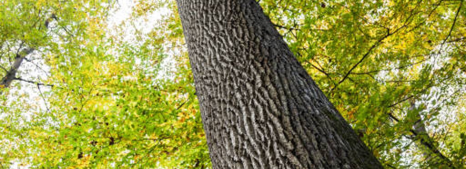 Chasse au tresor a Carnuta et en foret de Berce